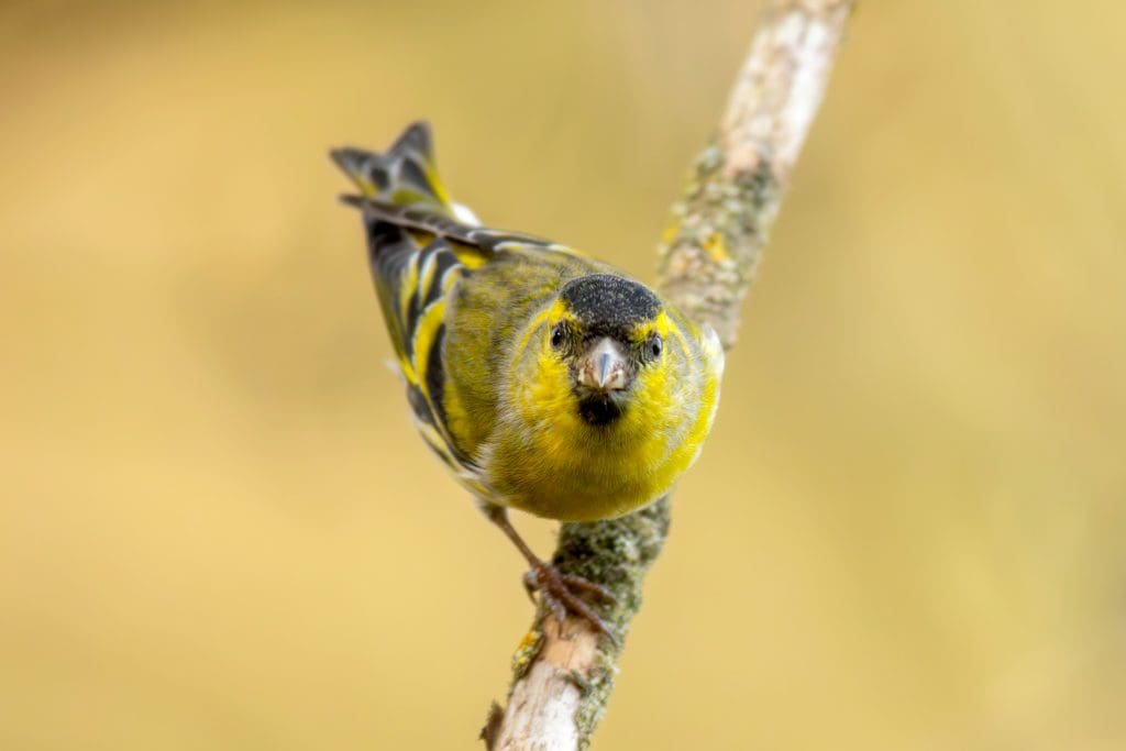 Siskin