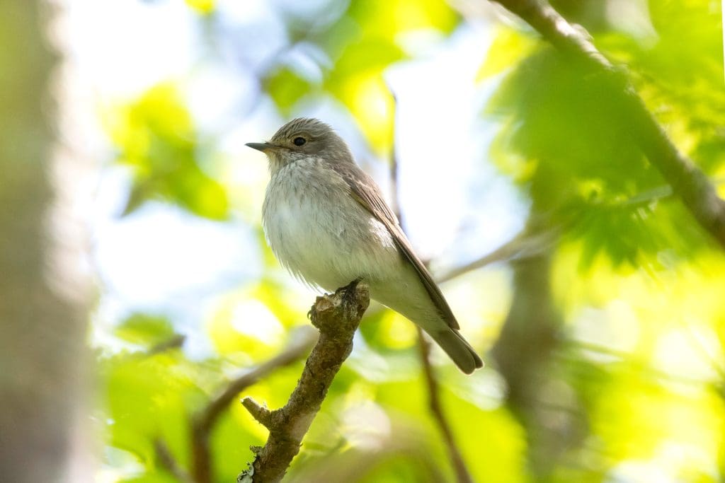 A Spotted Flycatcher sits on a branch