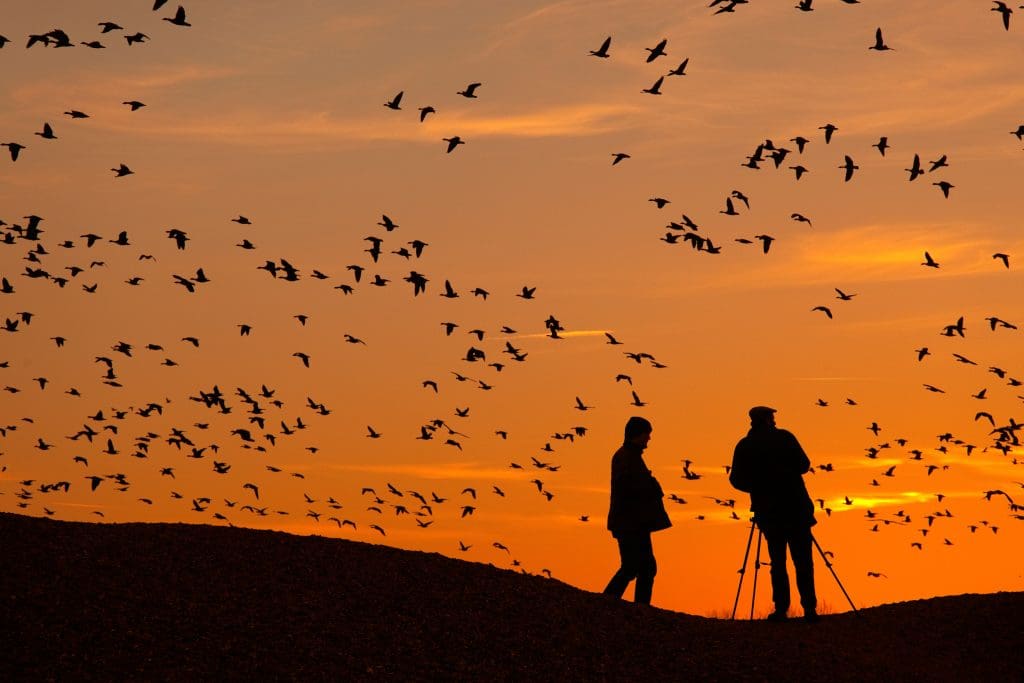 People watching Pink-footed Geese at dawn on the Norfolk coast.
