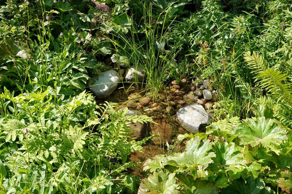 A small pond surrounded by flowering green plants