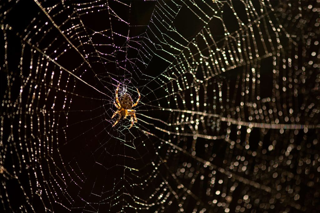 A Garden Spider in a dewy web against a black background