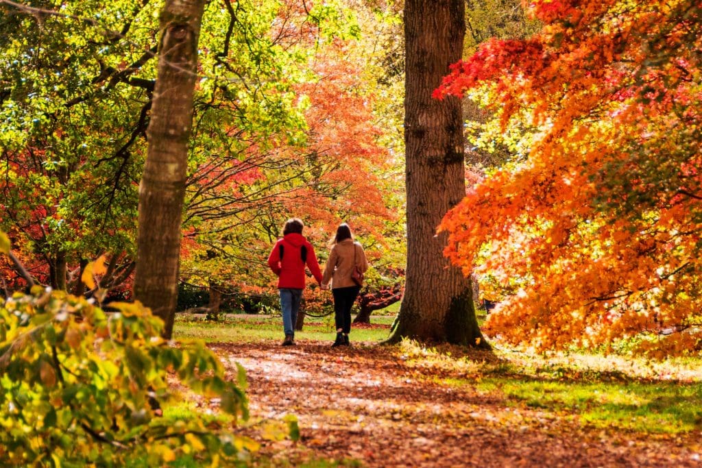 A couple holding hands and walking in an autumnal woodland