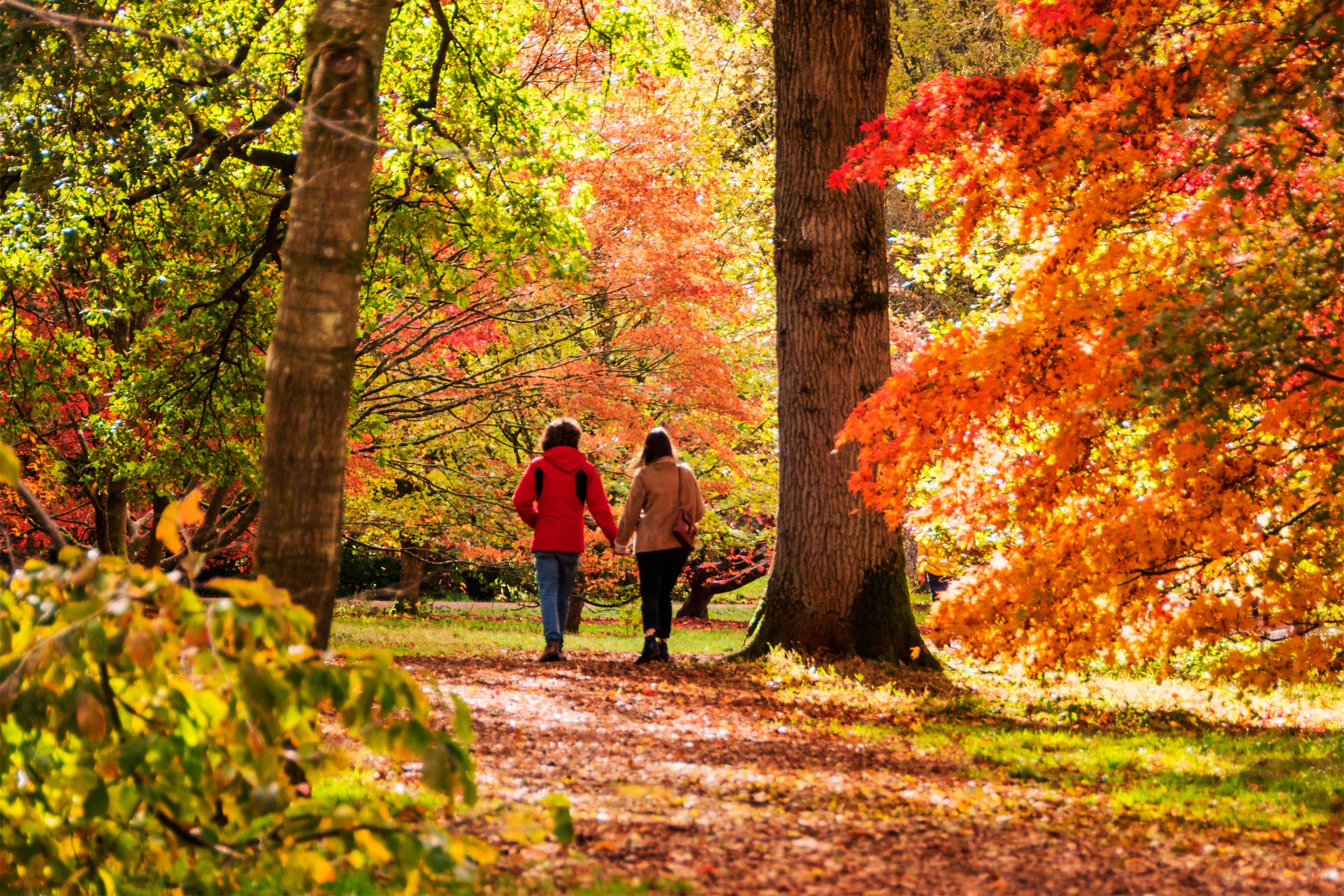 A couple holding hands and walking in an autumnal woodland