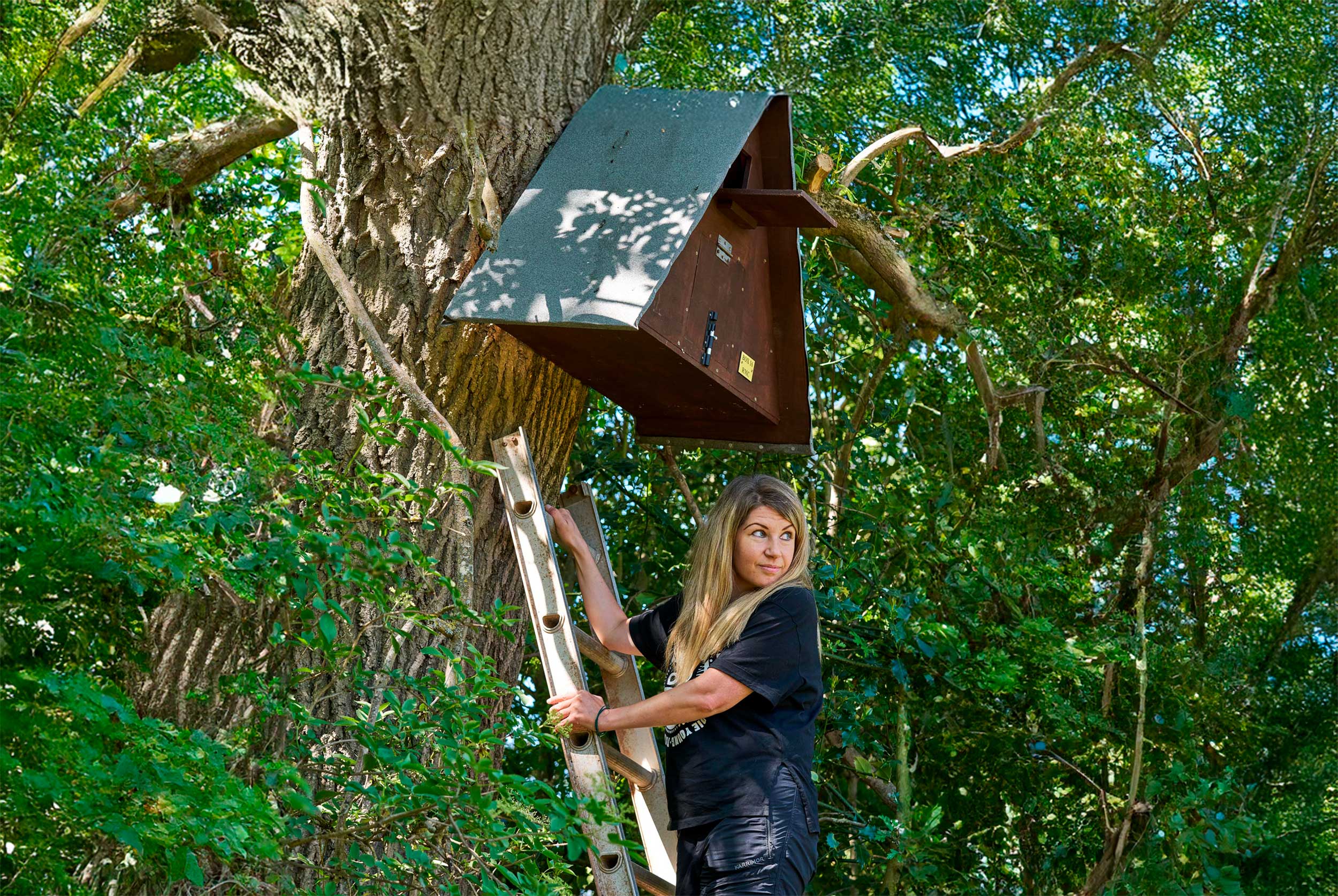 A woman is up a ladder against a tree with a raptor nest box attached