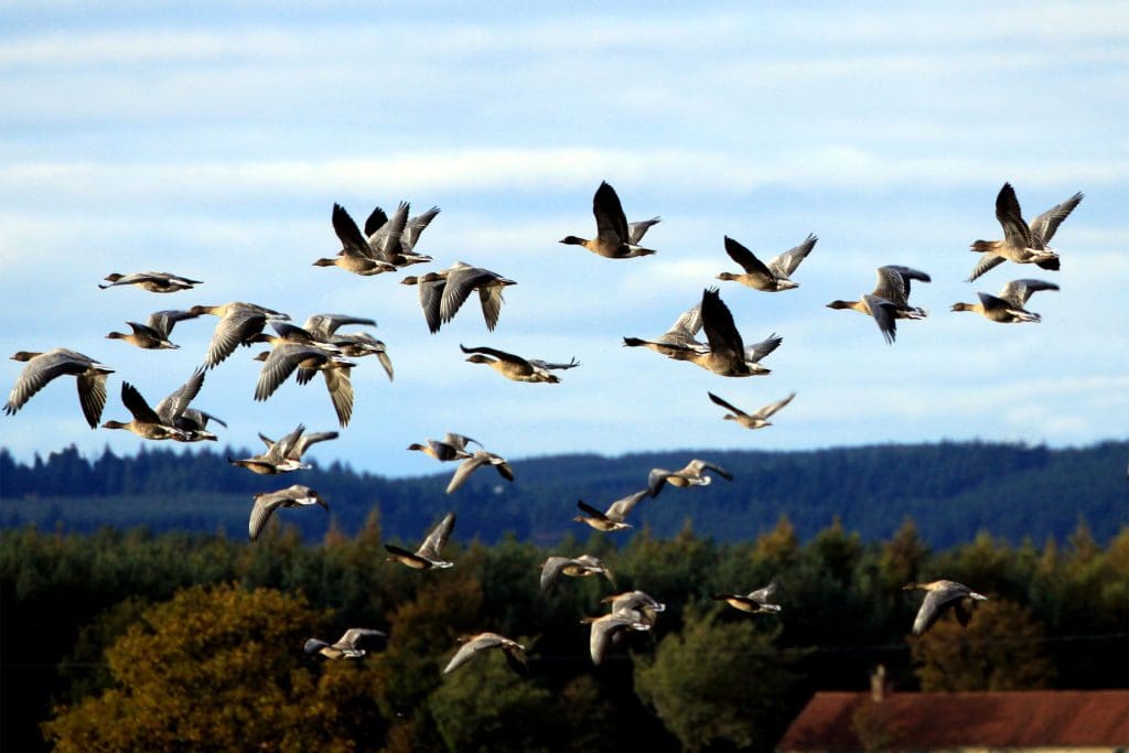 A flock of Pink-footed Geese in flight with woodland tree tops in the background