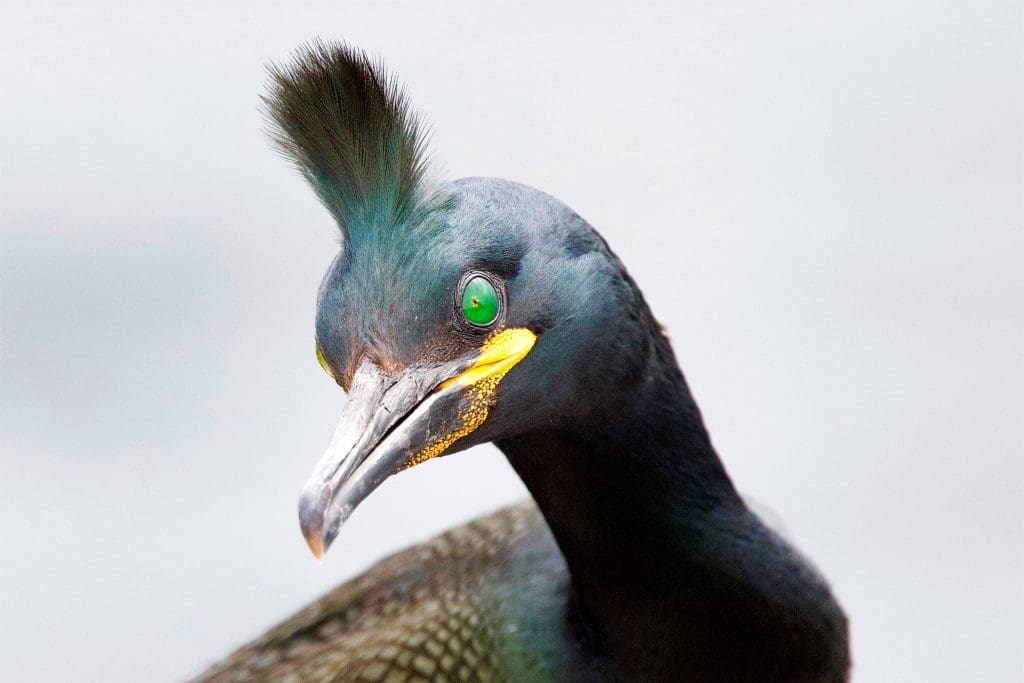 A close up of a Shag's head against a grey background