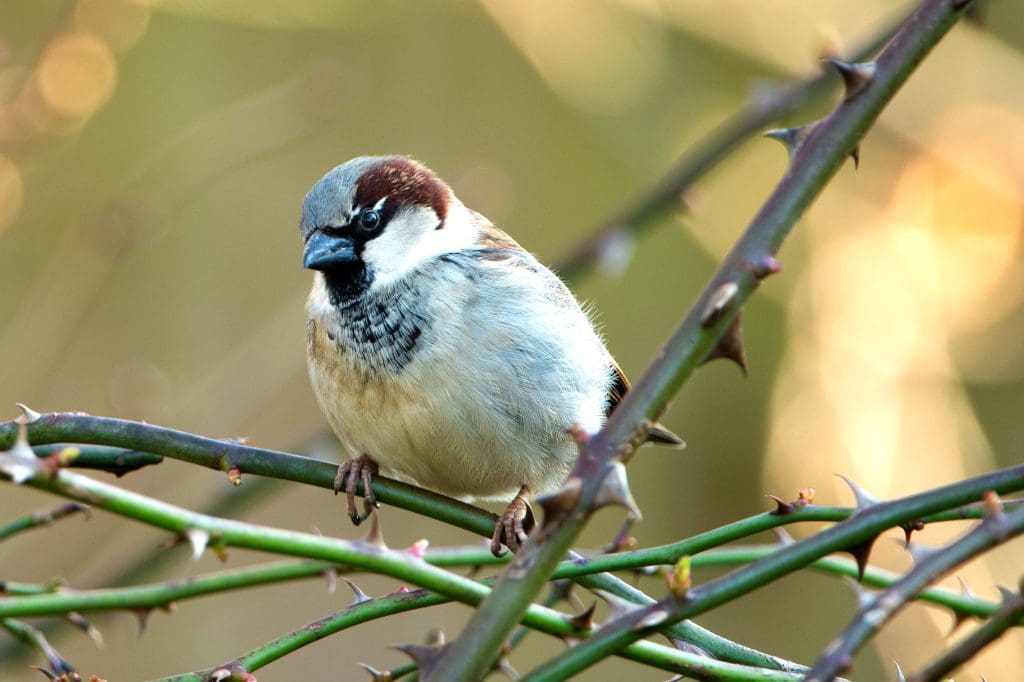 A House Sparrow perched on a thorny branch