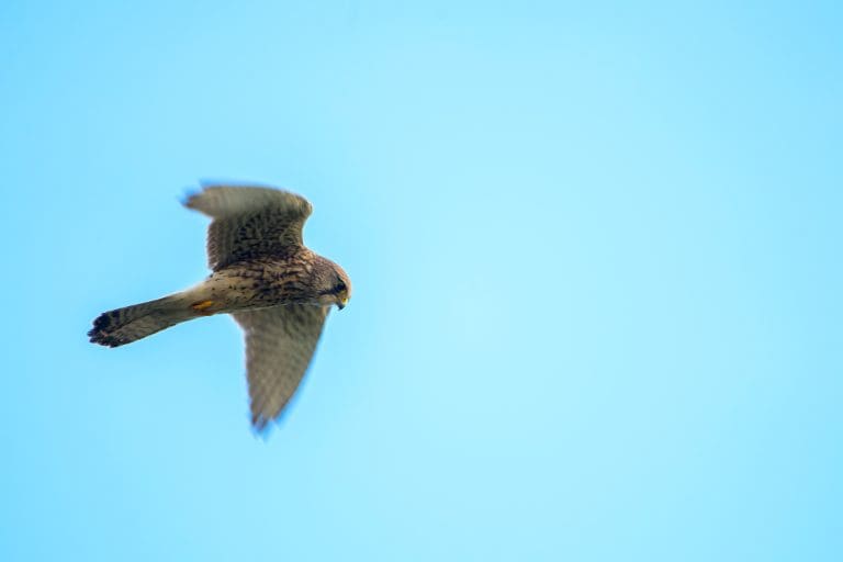 Hovering Kestrel