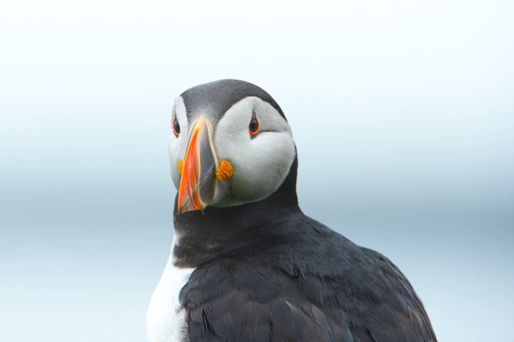 A close-up of a Puffin looking at the camera