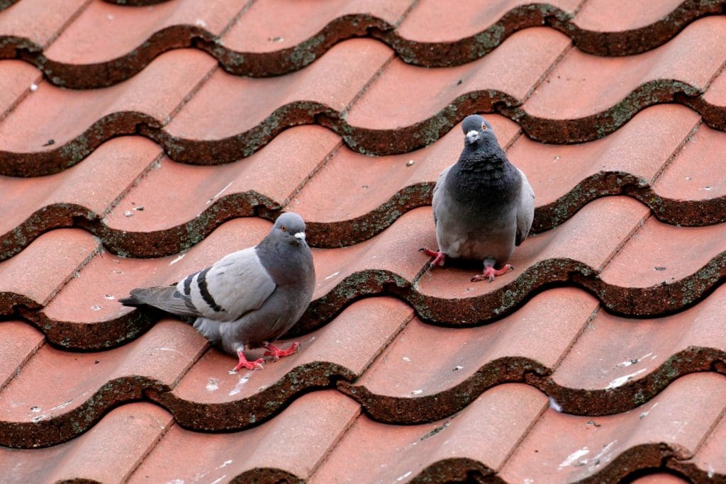 Two Feral Pigeons stood on roof tiles