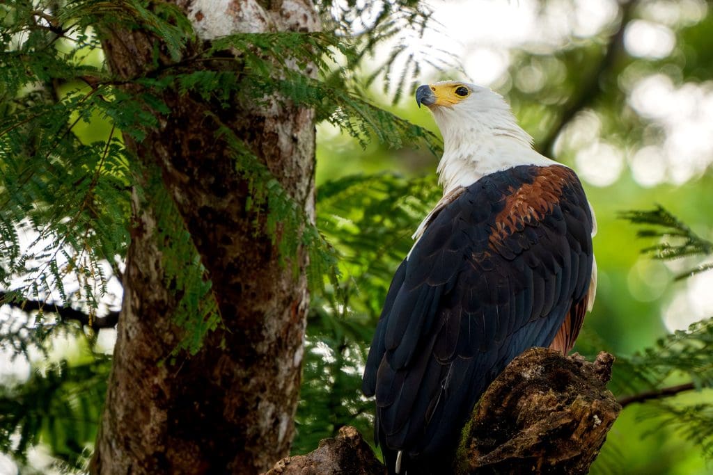 An African Fish-eagle perched in a tree