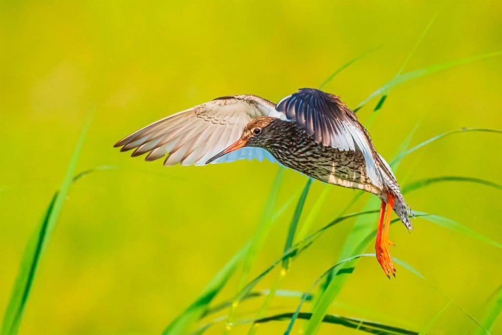 Redshank in flight