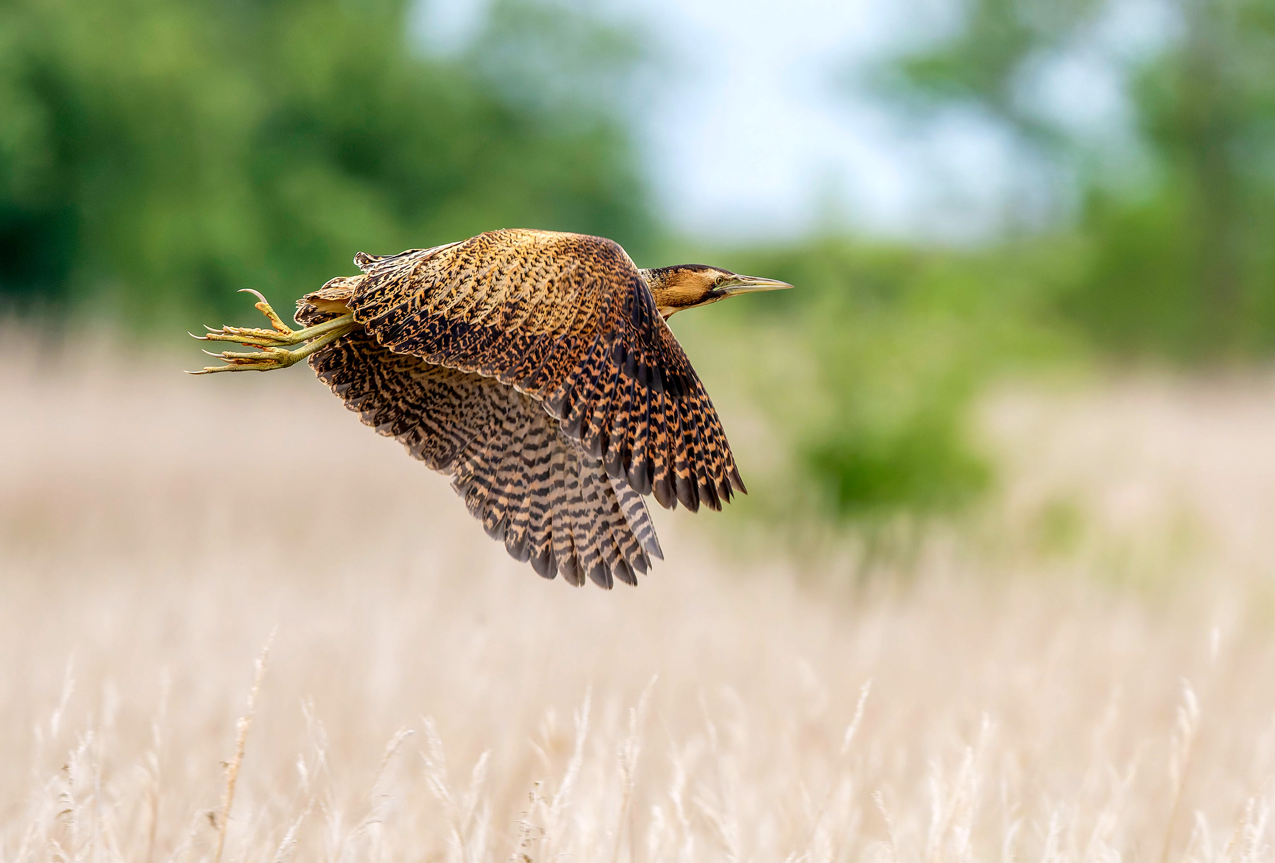 A Bittern in flight over a field
