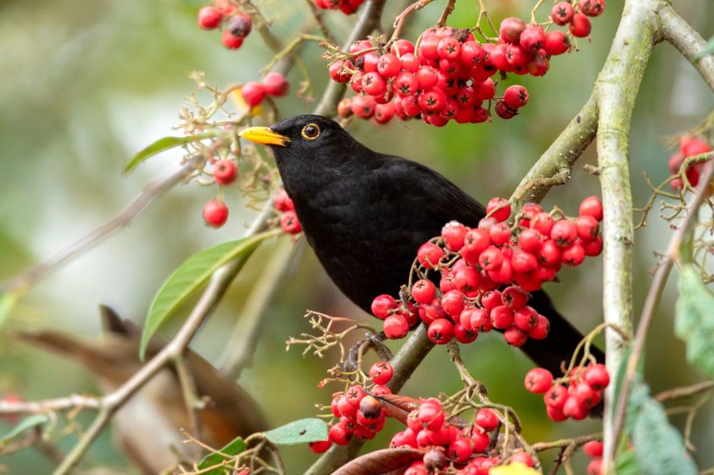 Male blackbird