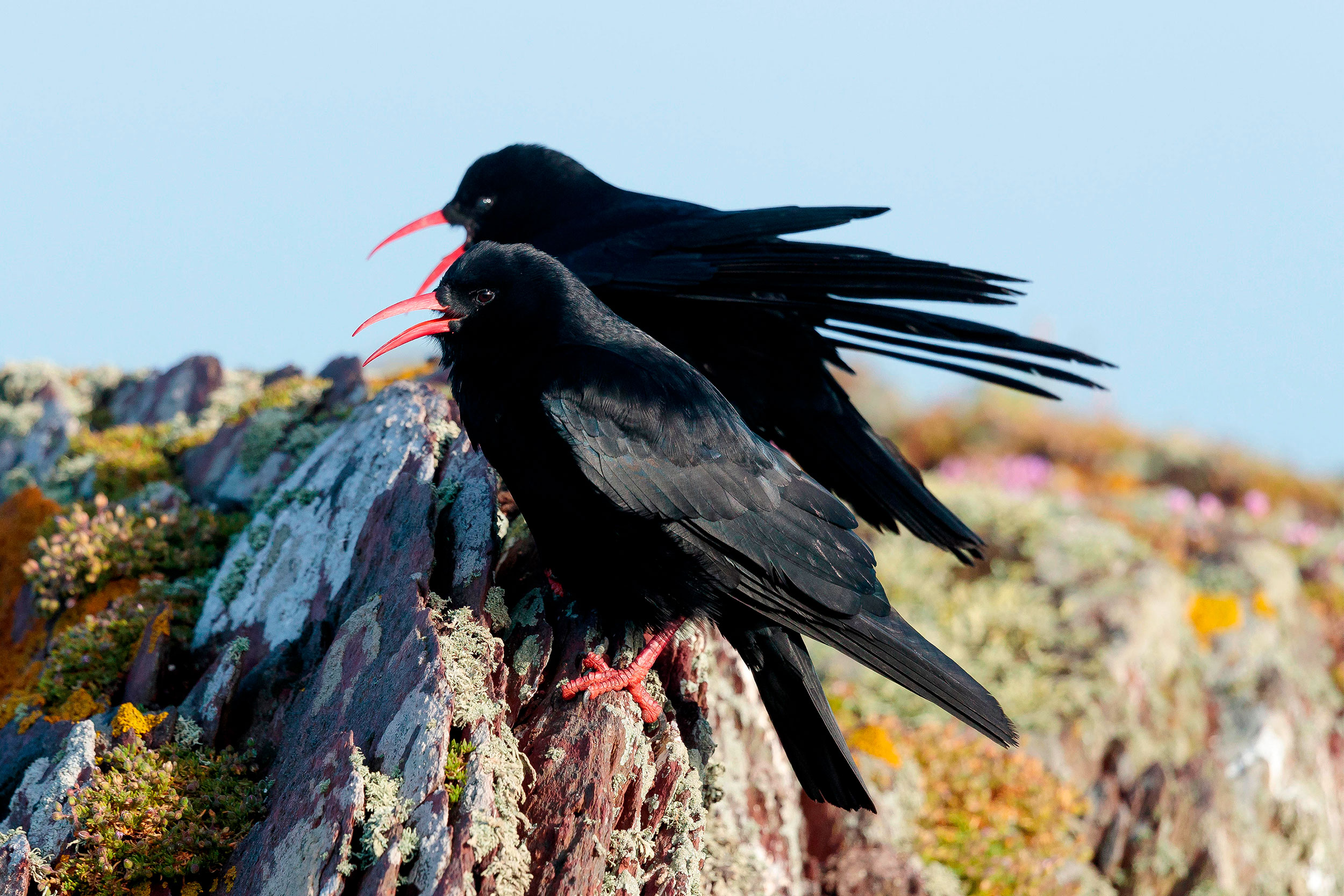 Two Choughs side by side on a rock