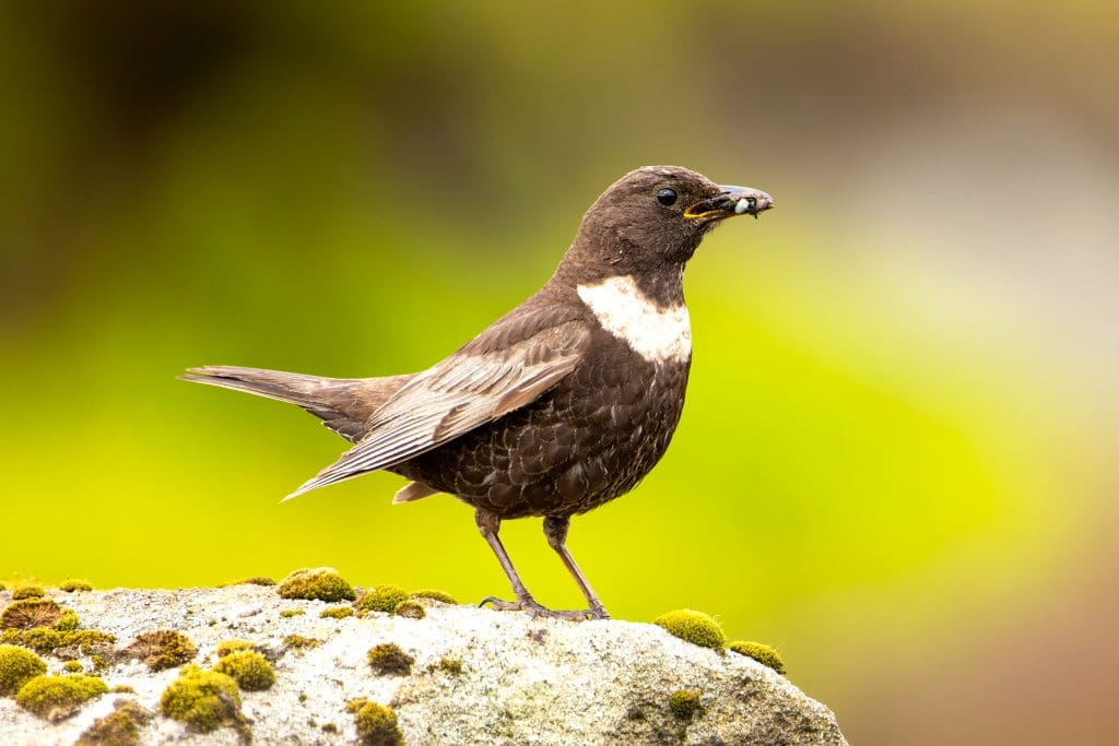 A female Ring Ouzel stood on a rock with an insect in its mouth