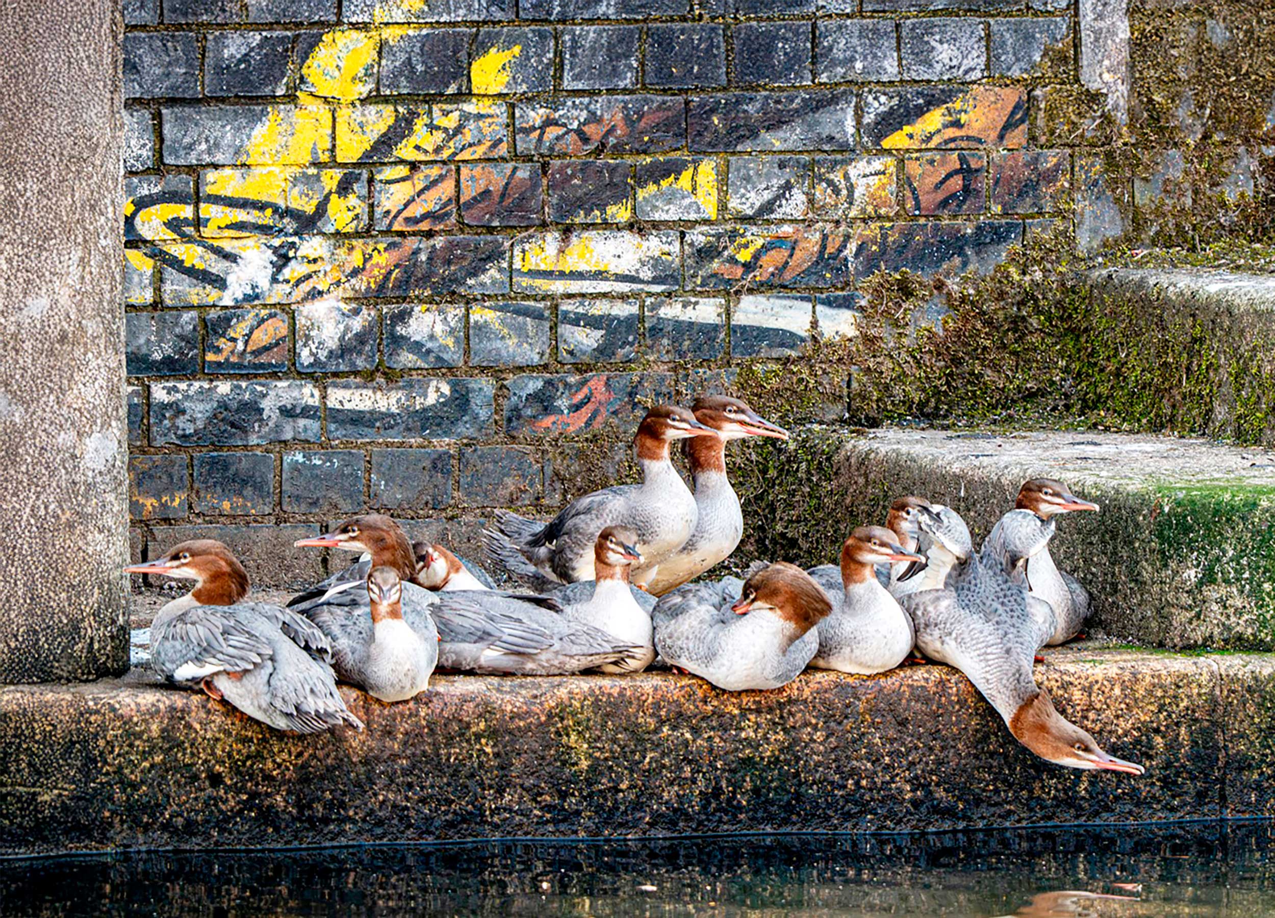 A flock of juvenile Goosanders sit on a step on the side of a canal