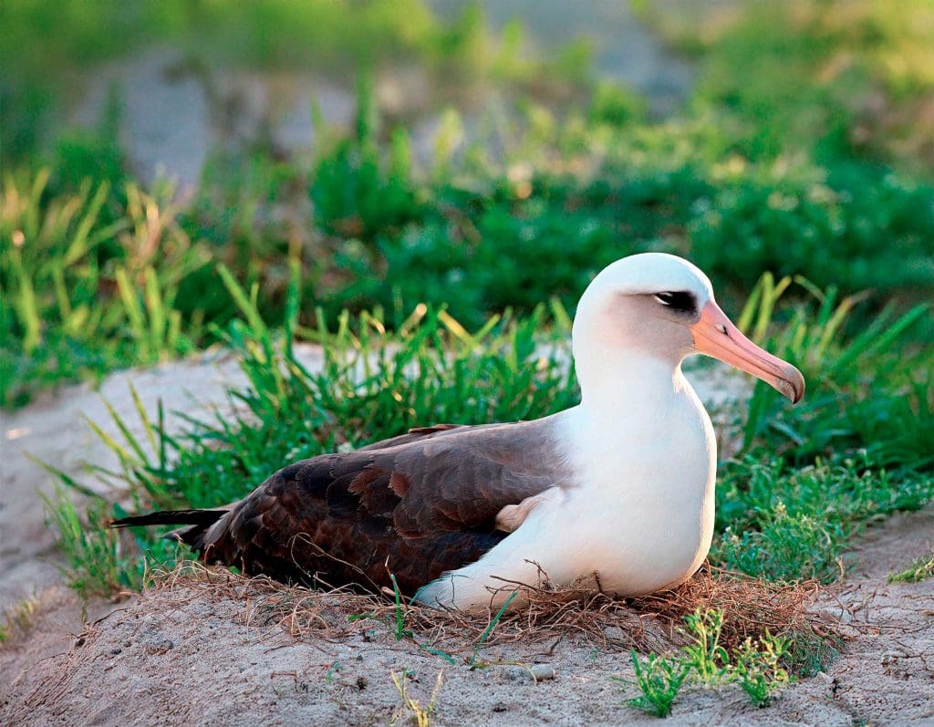 An albatross sits on a nest on a beach