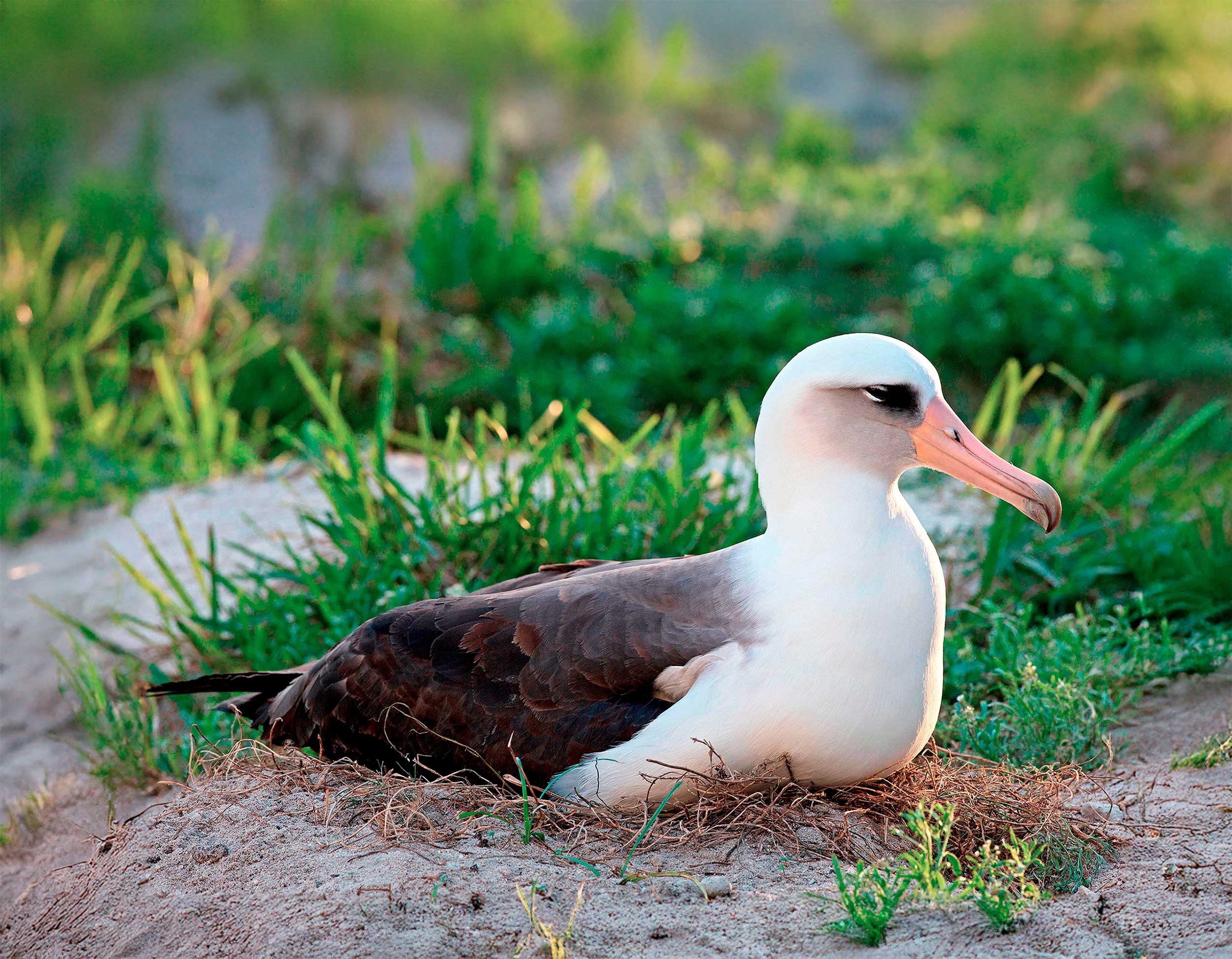 An albatross sits on a nest on a beach
