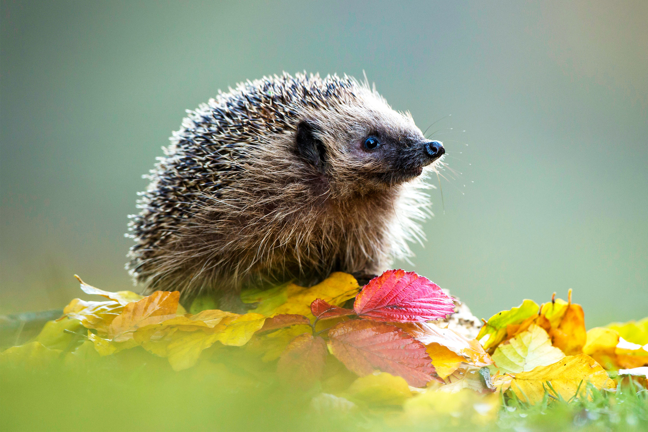 A Hedgehog sniffs hte air atop some autumn leaves