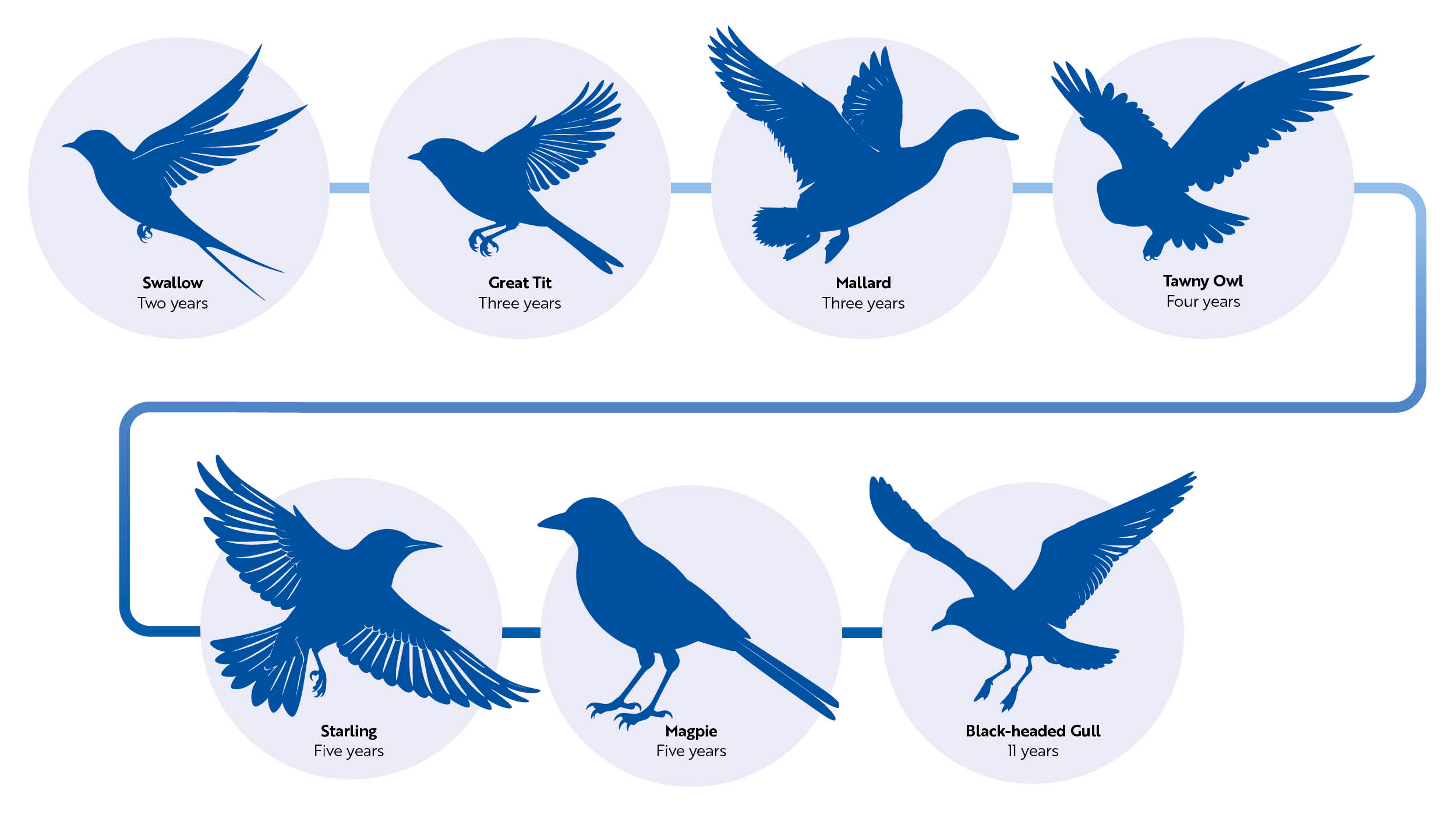 An infographic showing bird silhouettes and their average life expectancies