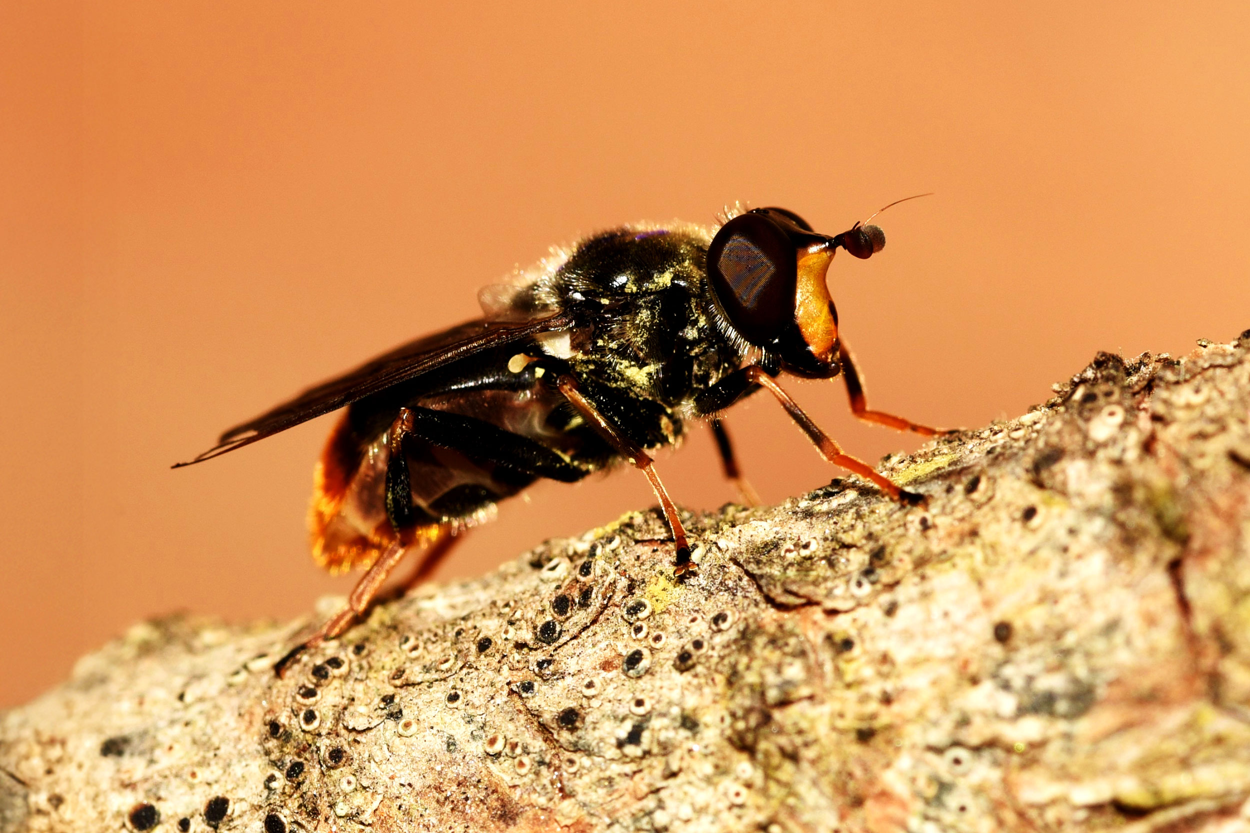 A female Pine Hoverfly on a branch