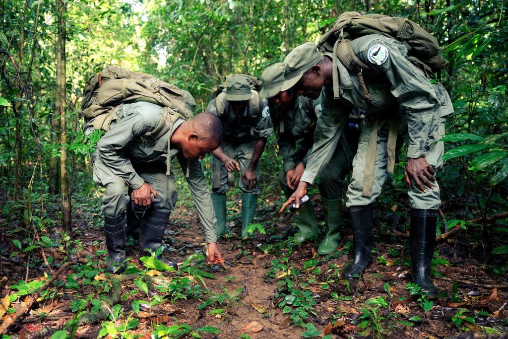 Four wildlife rangers are crouched down looking and pointing at the ground in Gola Rainforest National Park