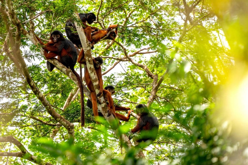 Six Red Colobus Monkeys sitting in a tree
