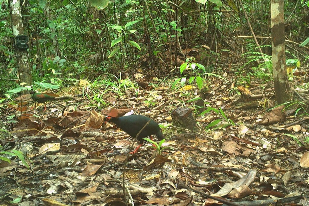 Crested Partridge on a camera trap