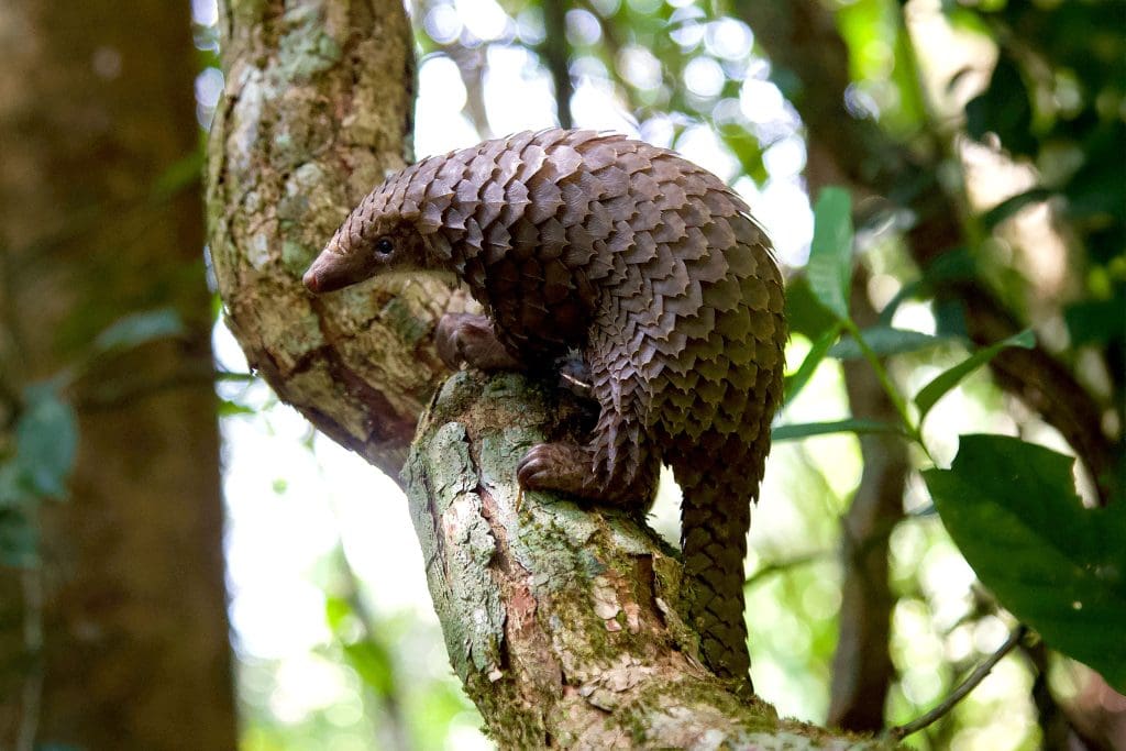 A White-bellied Pangolin on a tree branch