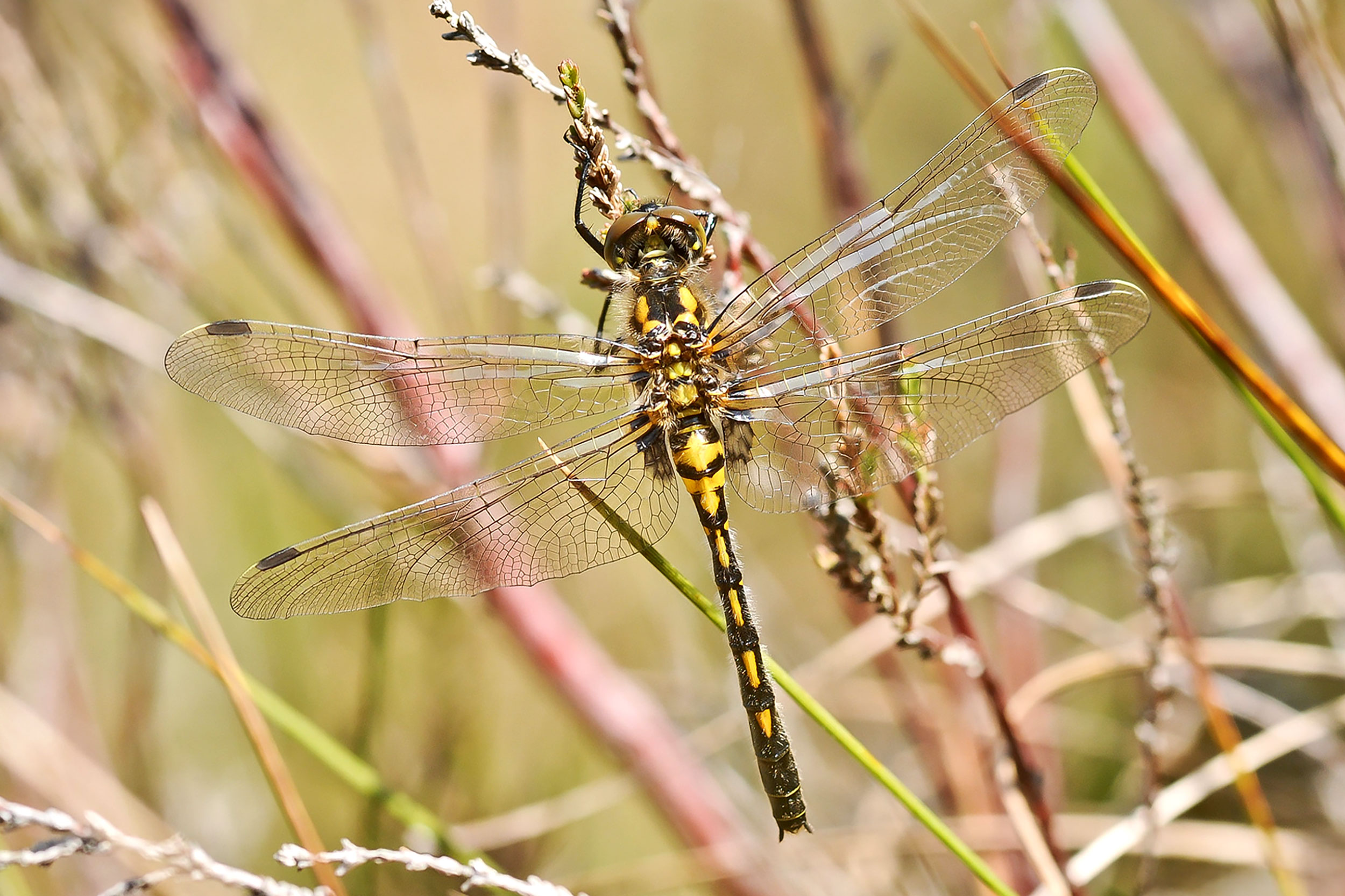 A dragonfly on a blade of grass