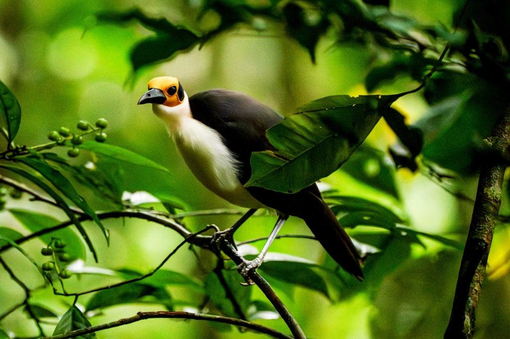 A White-necked Picathartes perches on a branch in a rainforest