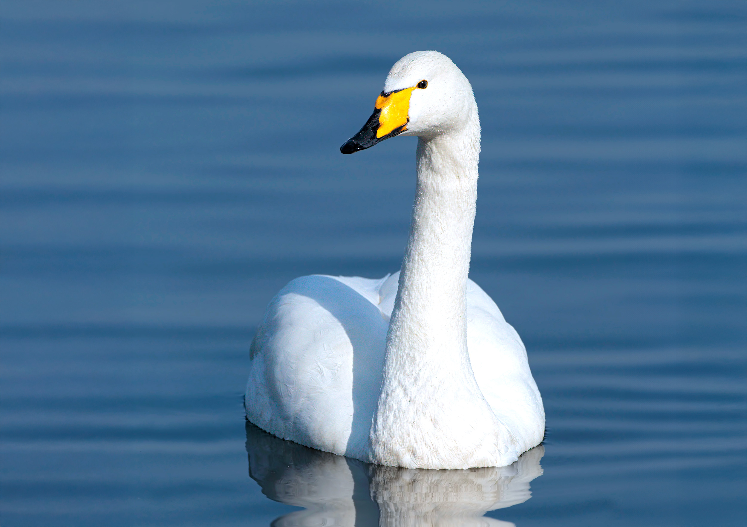 A swimming Whooper Swan