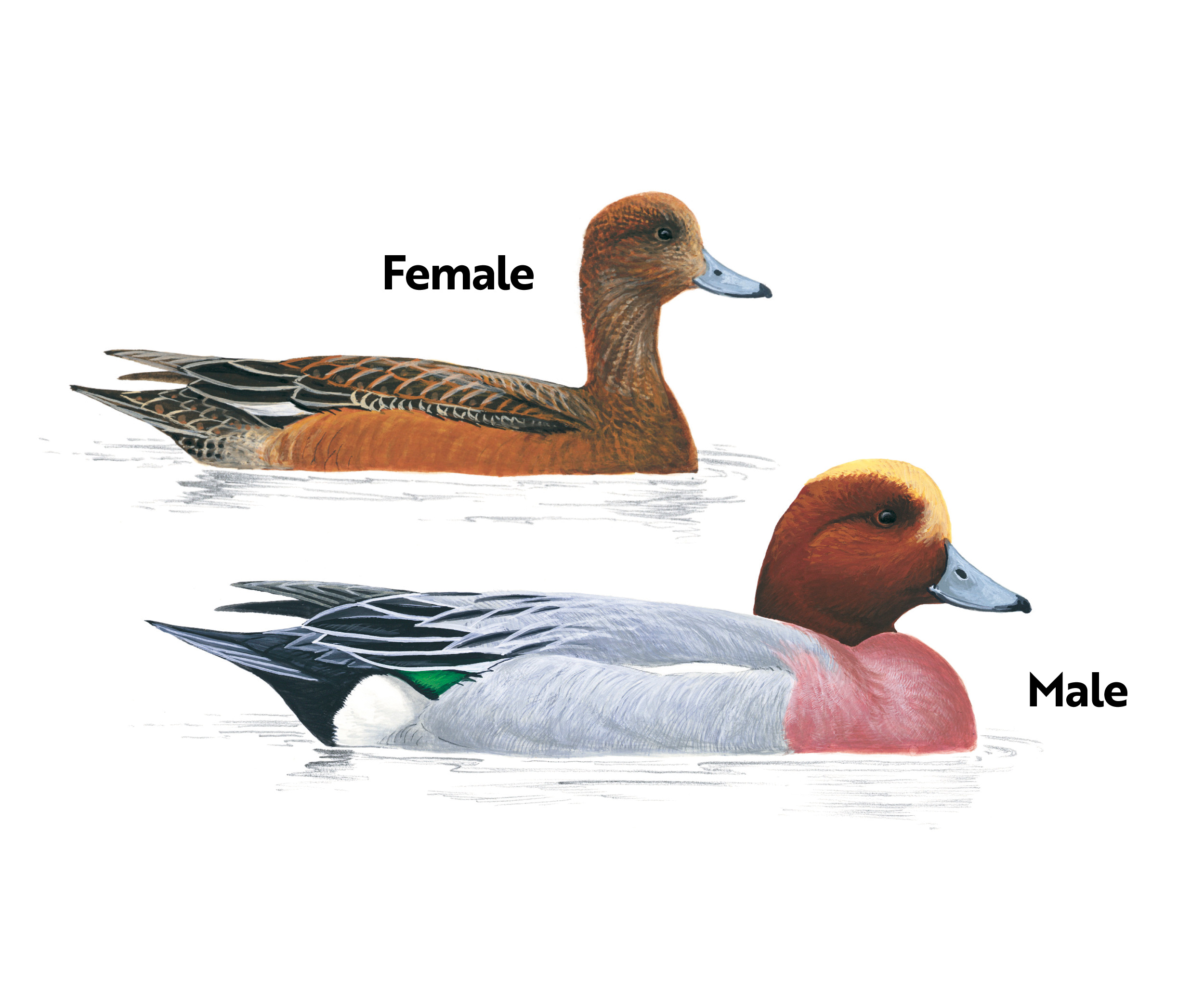 Male and female Wigeon illustration