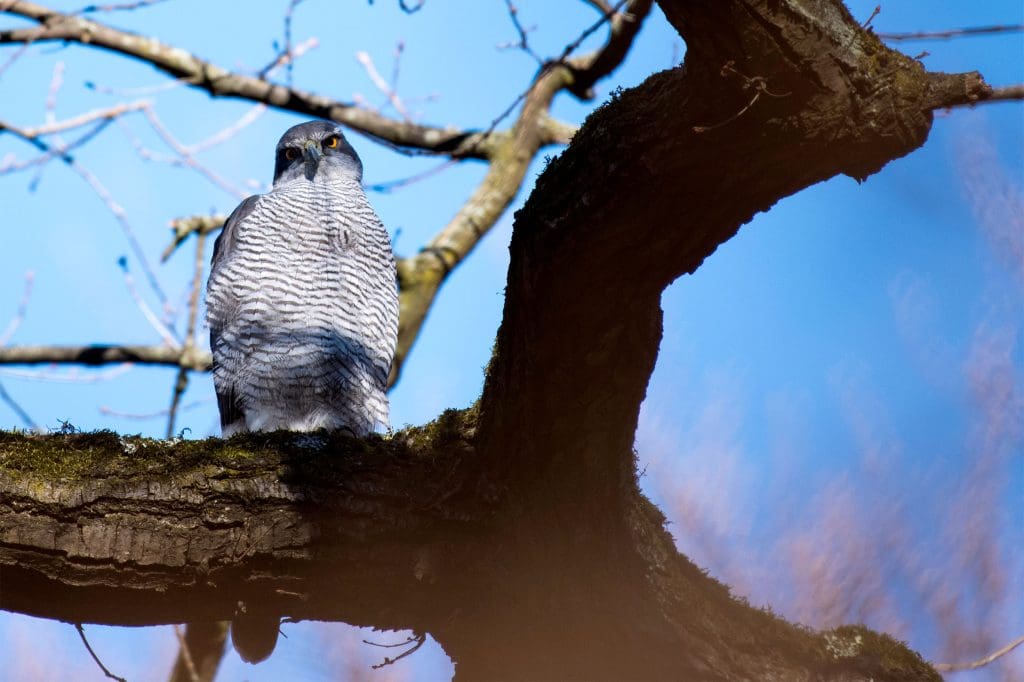 4. Goshawk_2155260_Katie Nethercoat (rspb-images.com) A Goshawk sits in a bare tree looking down at the camera
