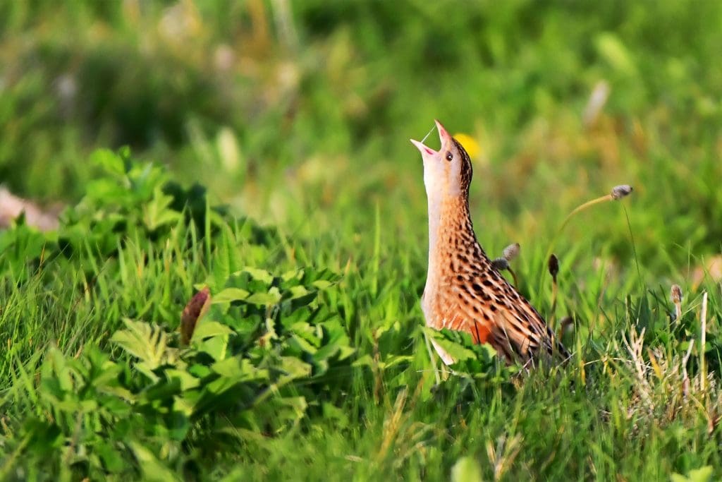 A Corncrake in the grass with its mouth open calling