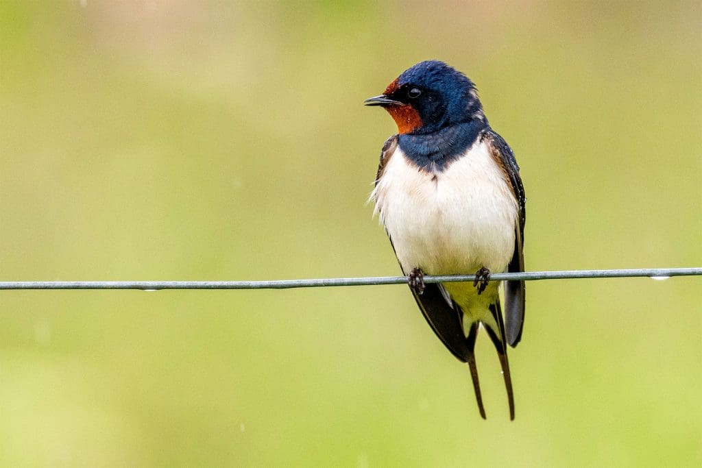A Swallow perched on a metal wire