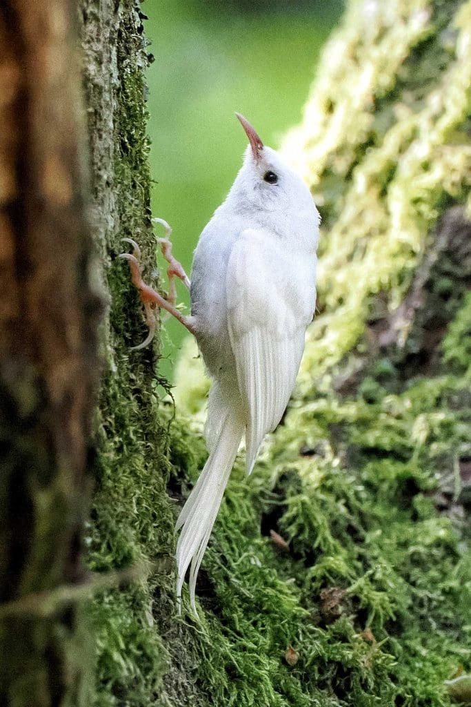 A white Treecreeper clings to a tree branch
