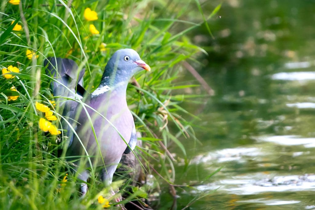 A Woodpigeon stands on a riverbed amongst grass