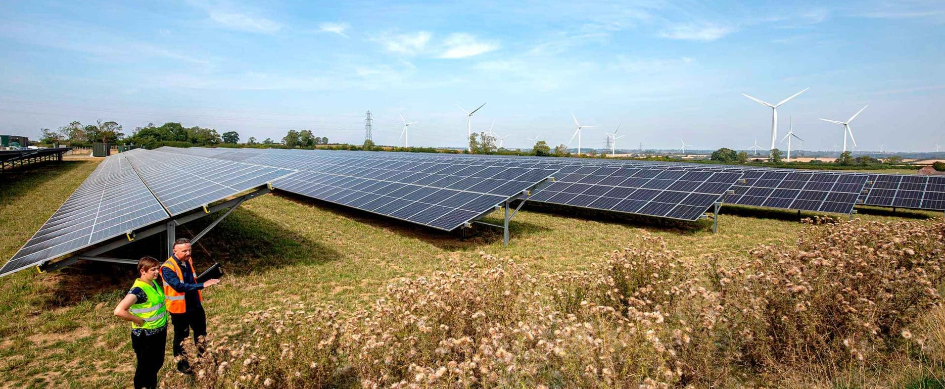 Two people look at thistle banks at a solar farm
