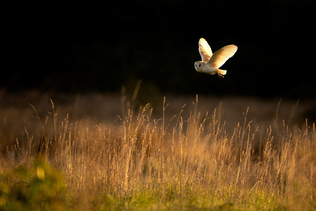 A Barn Owl flies over a field at sunset, it is looking towards the camera