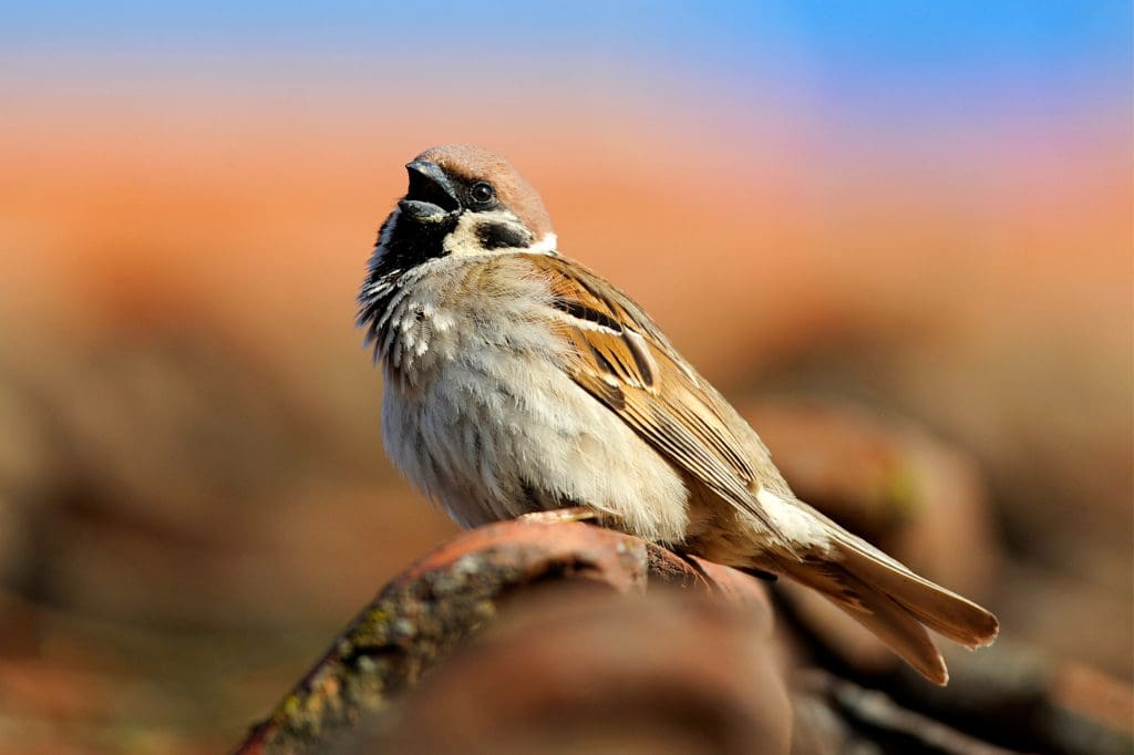 A Tree Sparrow calling from a rooftop