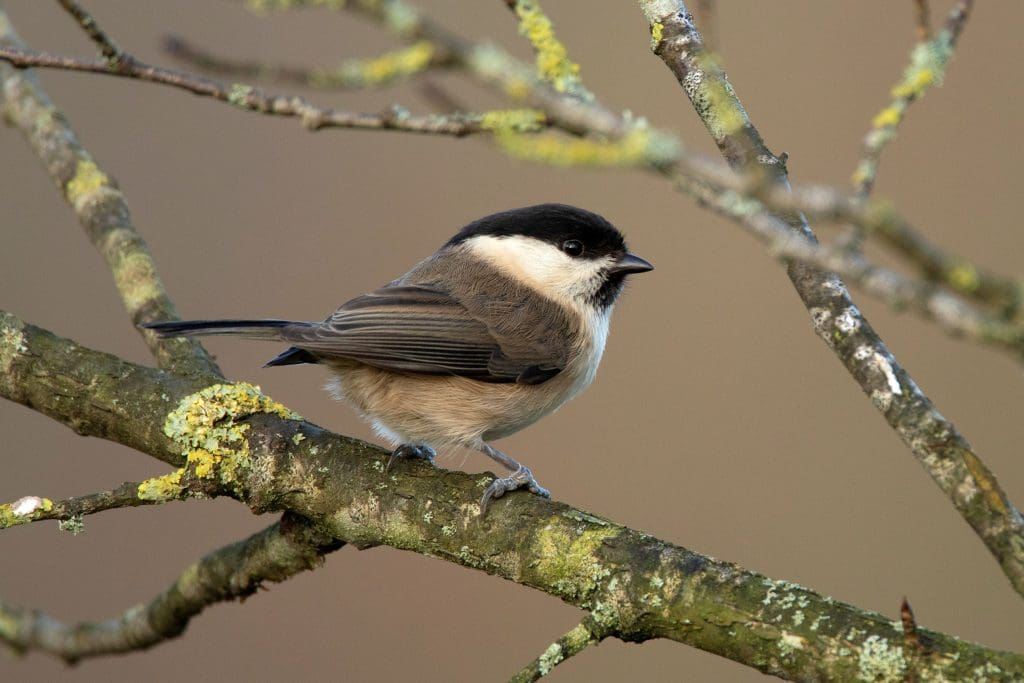 A Willow Tit perched on a branch facing to the side