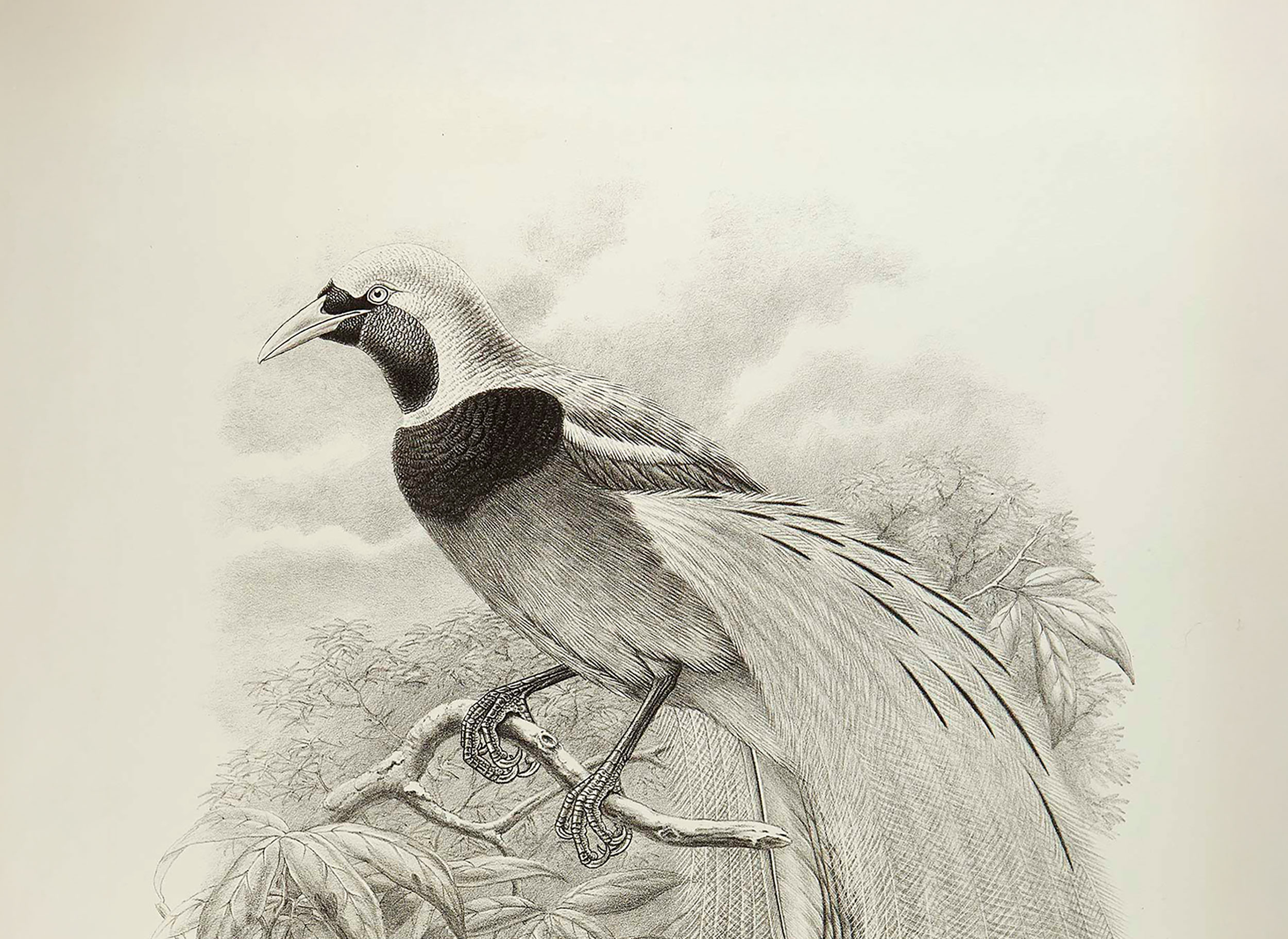 A black and white illustration of a bird with extravagant tail feathers, perched on a twig