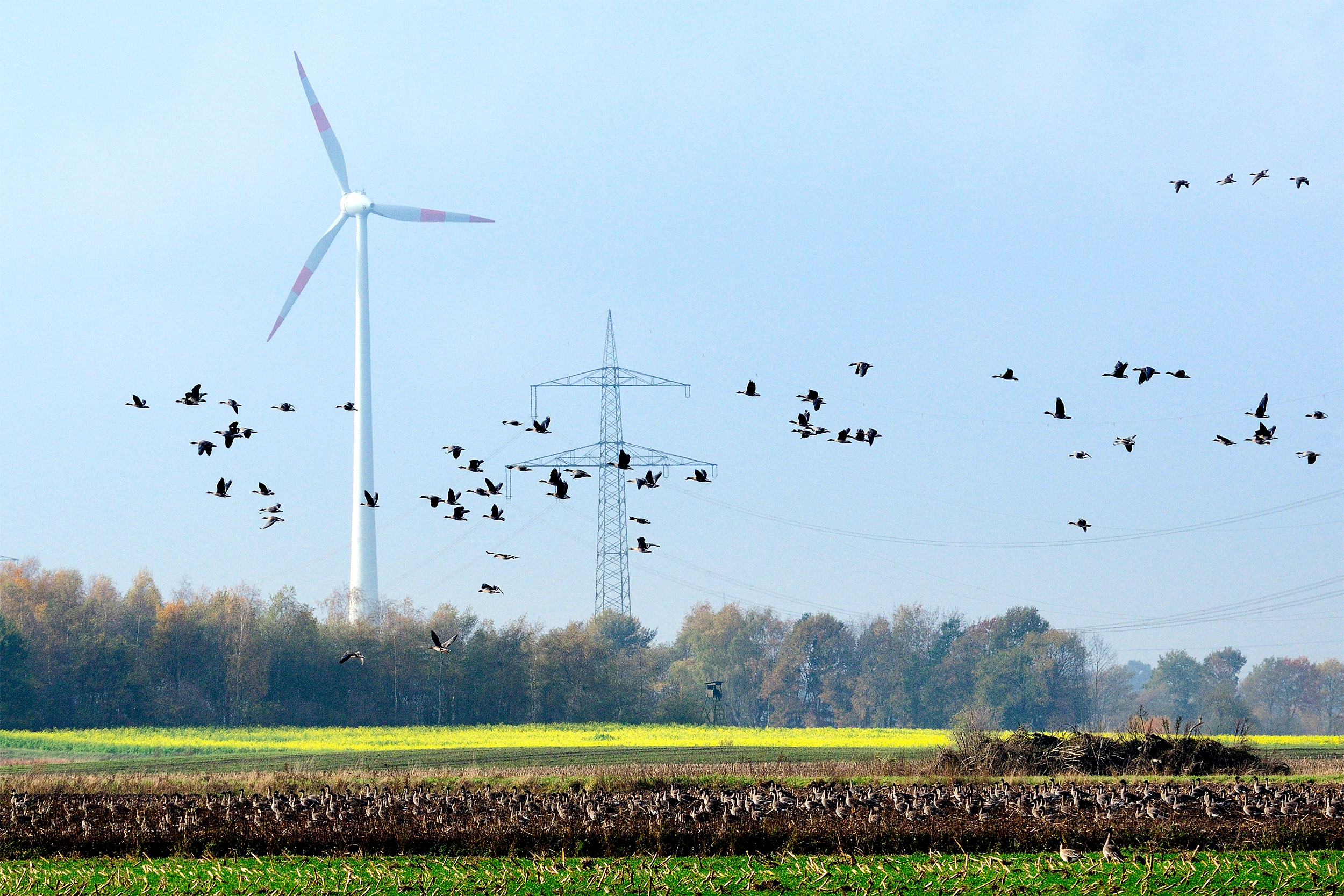 Pink-footed Geese in flight over a field with a wind turbine in the background