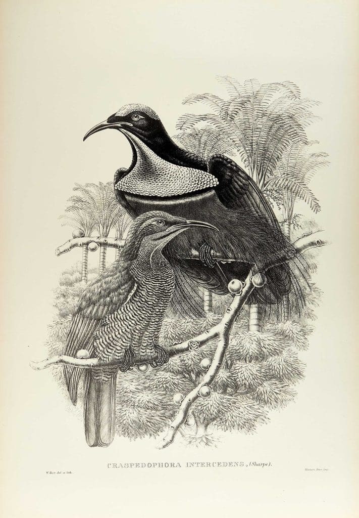 A black and white illustration of two birds perched on a twig. They have downcurved bills.
