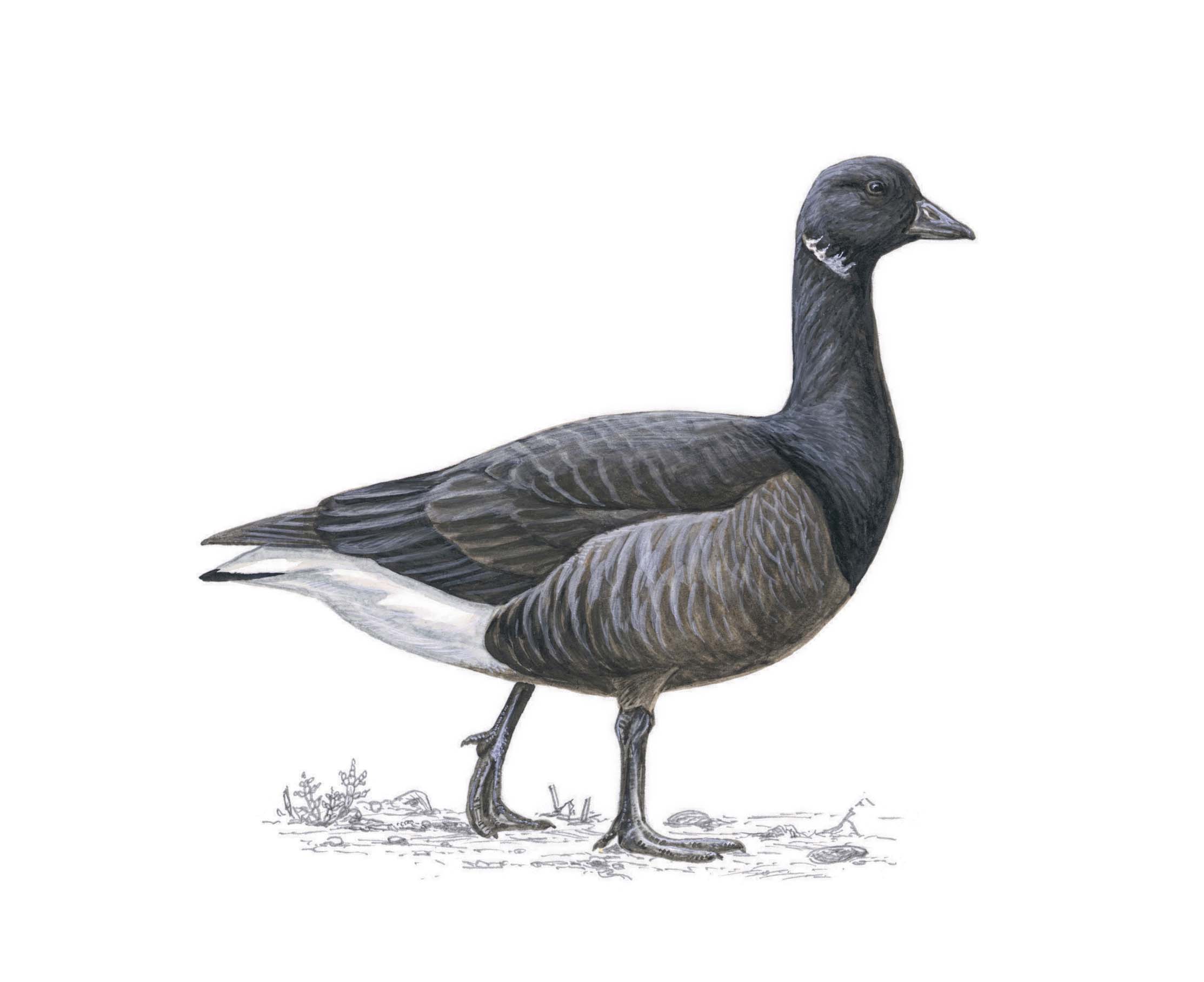 Illustration of a Brent Goose