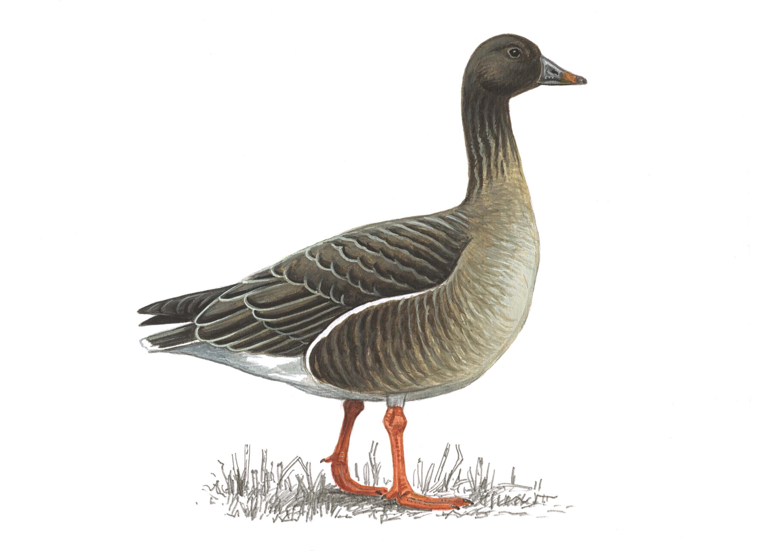 Illustration of a Tundra Bean Goose