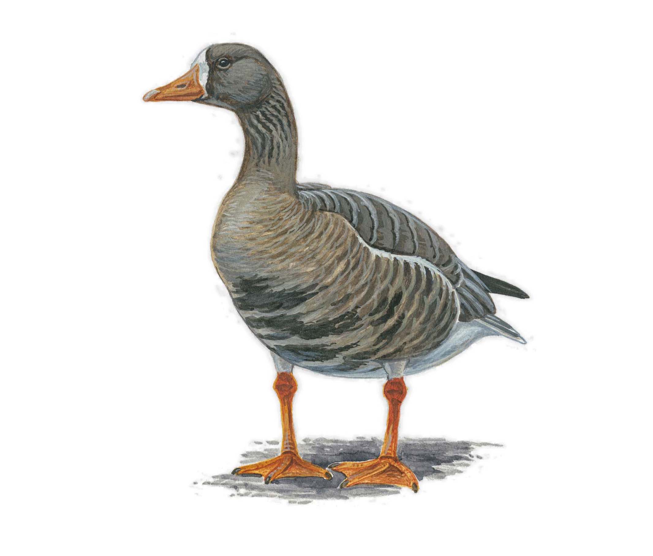 Illustration of a Greenland White-fronted Goose