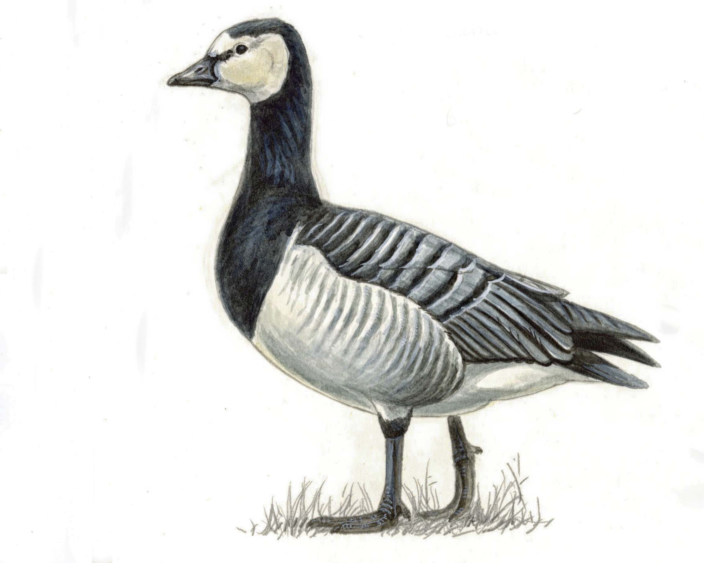 Illustration of a Barnacle Goose